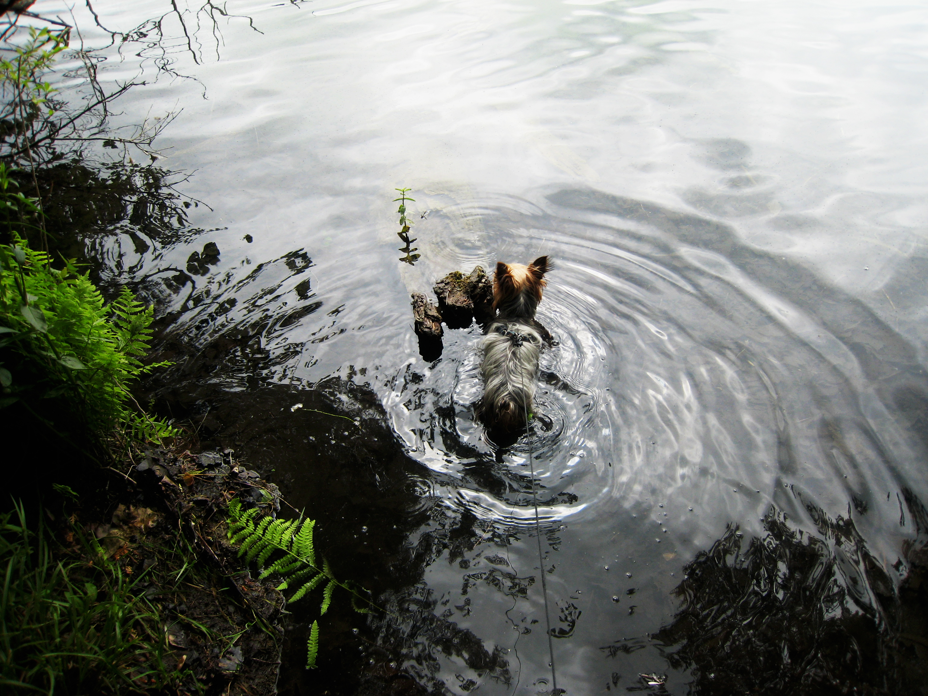 Baci's First Swim