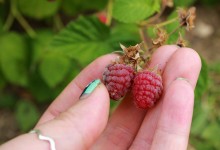 Raspberry Picking !!