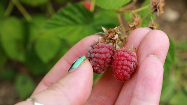 Raspberry Picking !!