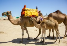 Riding Camels in Mehdiya!