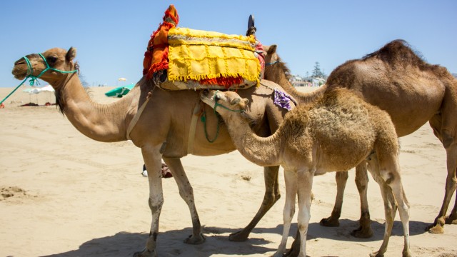 Riding Camels in Mehdiya!